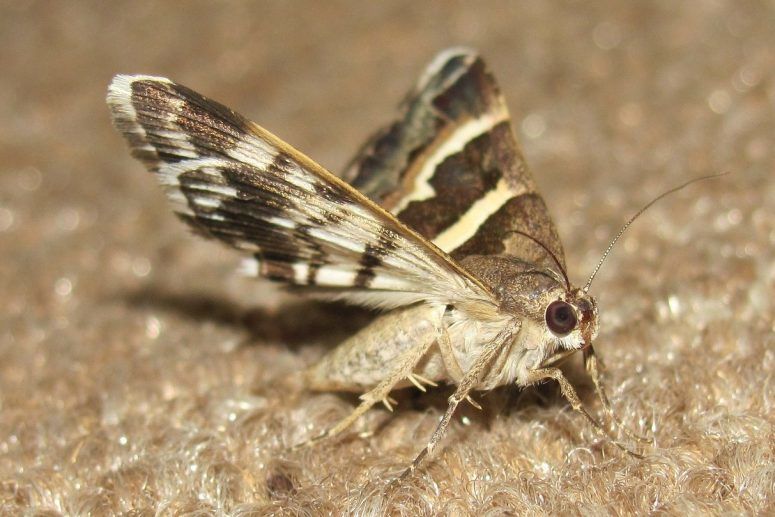 How To Get Rid Of Moths In The Kitchen, How To Get Rid Of Moths In Your Kitchen Cabinets